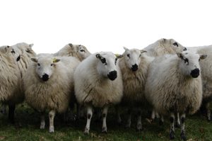 Landgoedboerderij Oosterheerdt - kudde schapen speckles